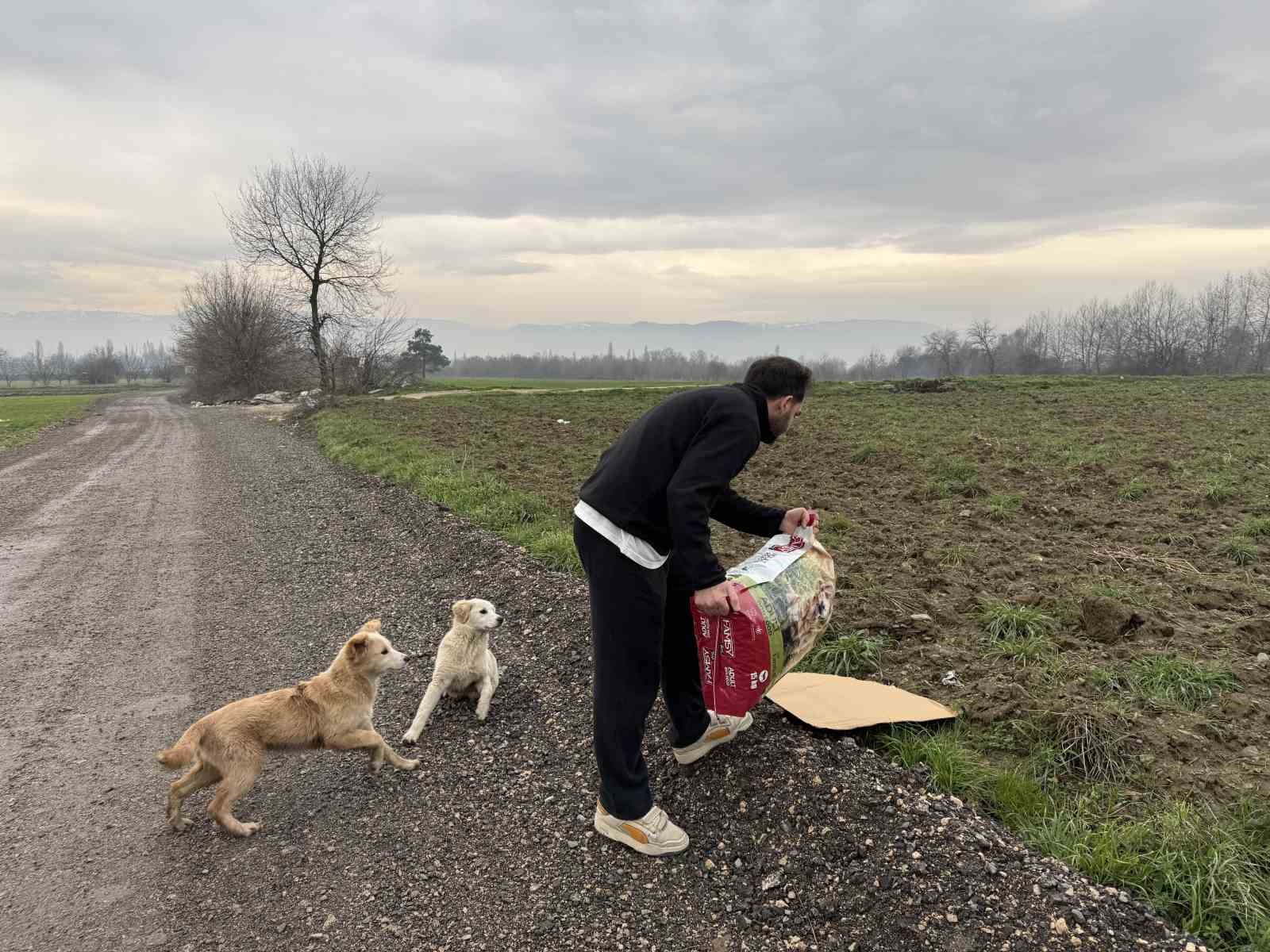 Uludağ’da aç kalan köpeklerin imdadına hayvanseverler yetişti
