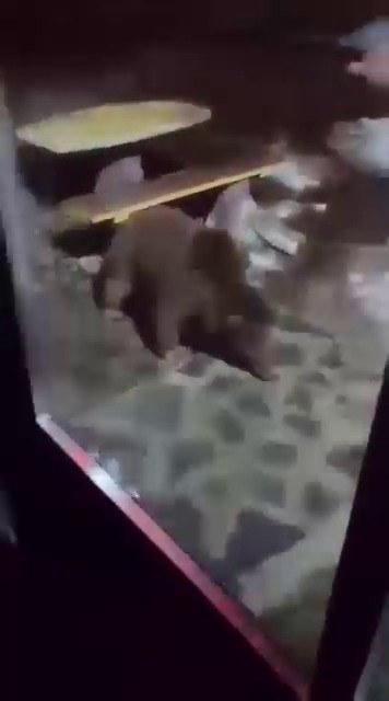 Uludağ’da ayı ailesi kamerada...Ani hareket paniğe neden oldu
