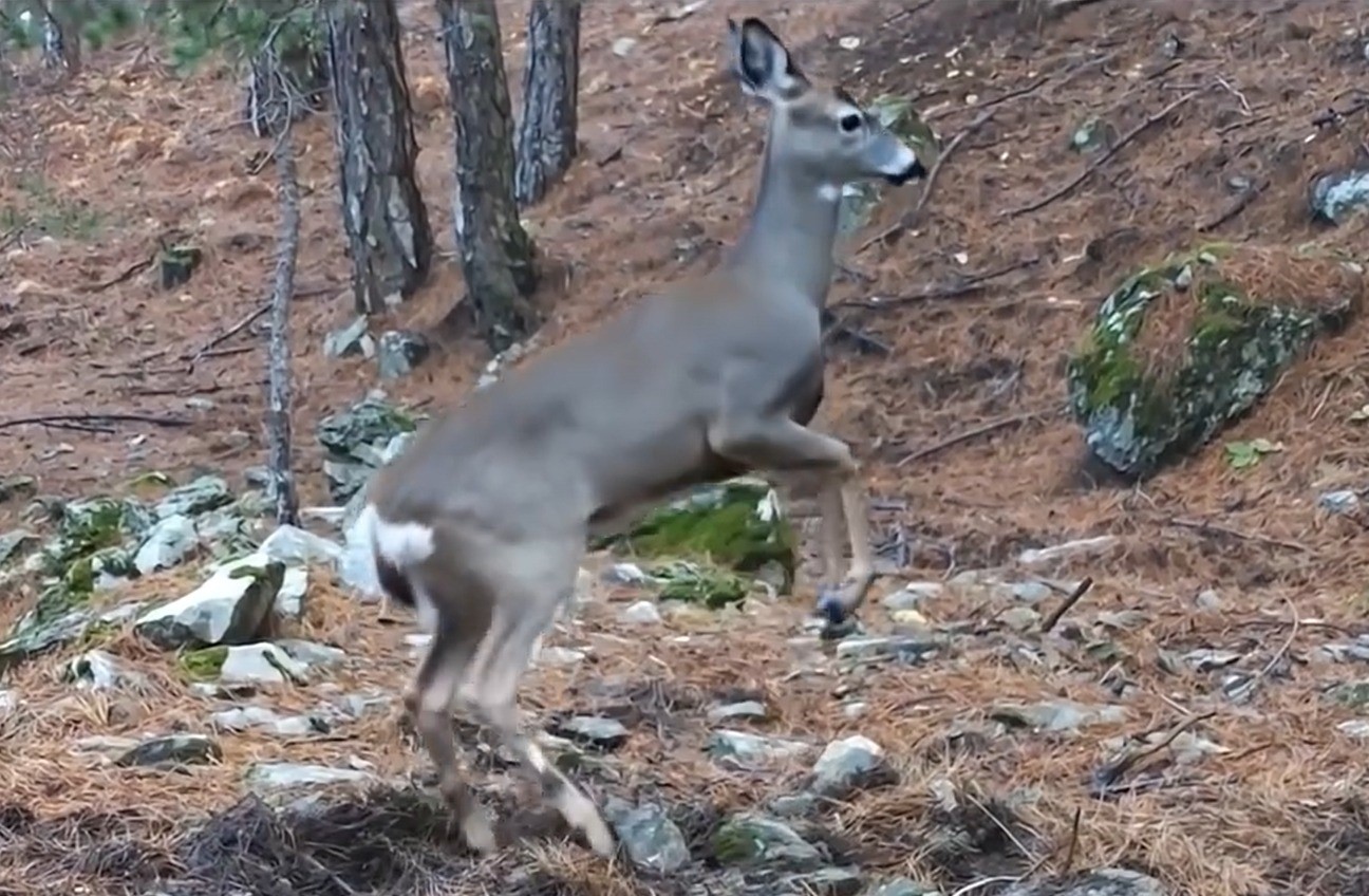 Uludağ’da fotokapana yakalanan karacanın sevimli halleri
