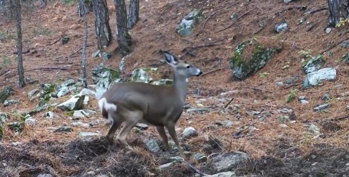Uludağ’da fotokapana yakalanan karacanın sevimli halleri
