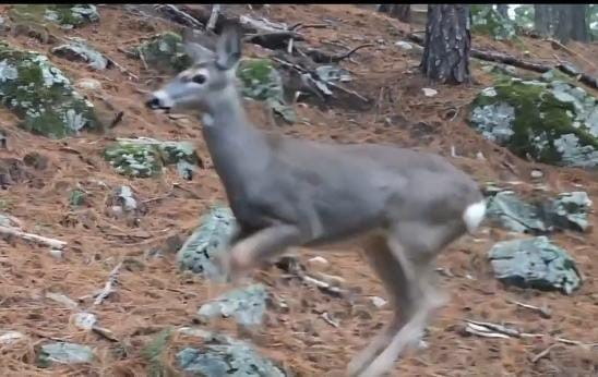 Uludağ’da fotokapana yakalanan karacanın sevimli halleri
