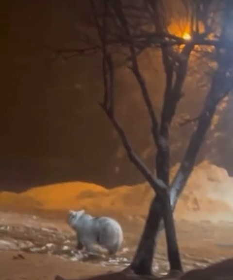 Uludağ’da kış uykusundan uyanan ayı ailesi yemek için Sarıalan’a indi
