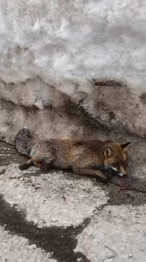 Uludağ’da tilkiye çarpan otomobil sürücüsü yaralı halde bırakıp kaçtı
