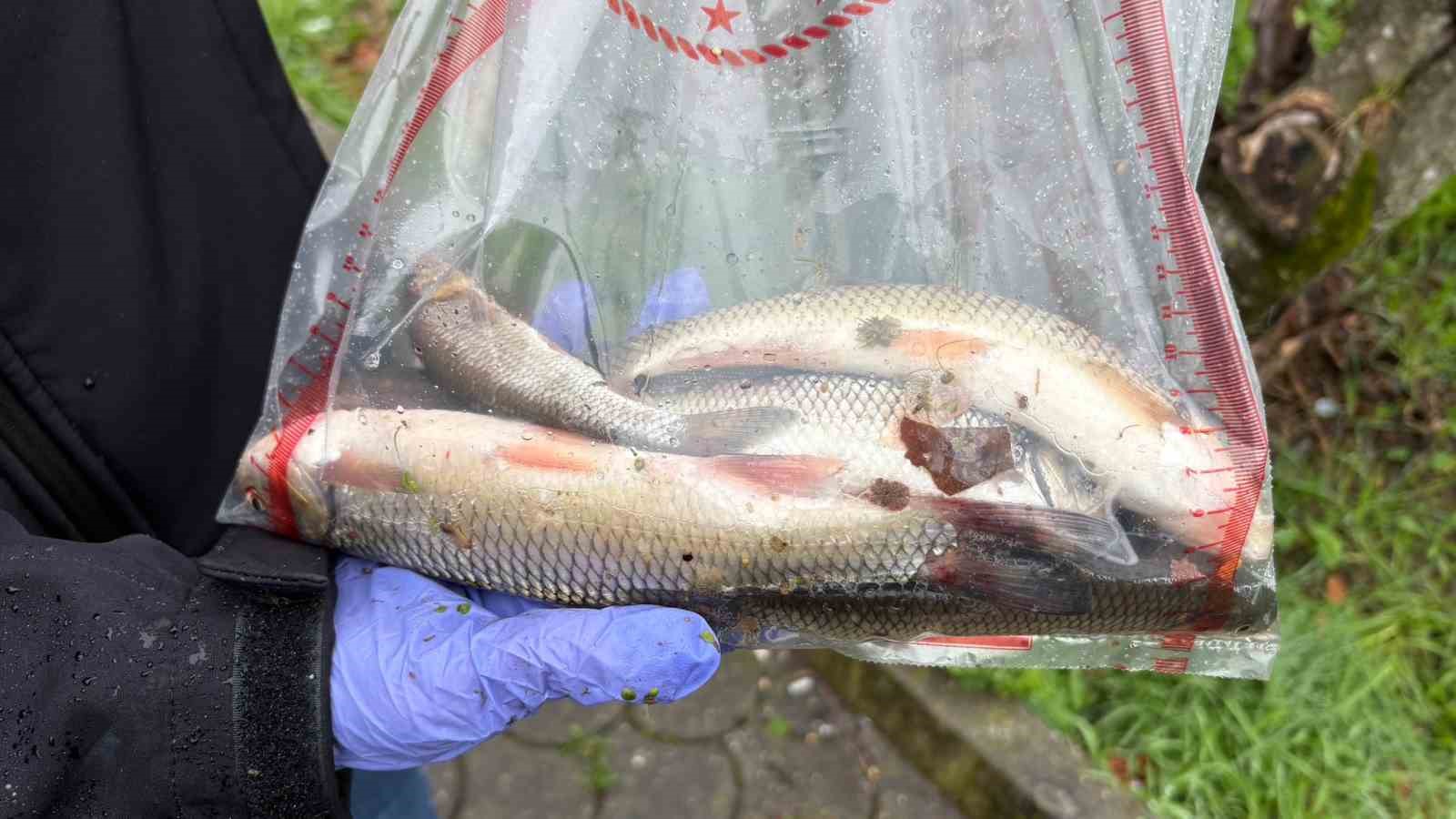 Uludere Çayı’nda binlerce ölü balık bulundu: Ekipler seferber oldu
