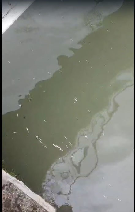 Uludere Çayı’nda binlerce ölü balık bulundu: Ekipler seferber oldu
