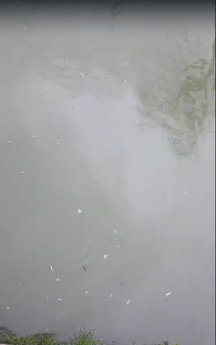 Uludere Çayı’nda binlerce ölü balık bulundu: Ekipler seferber oldu
