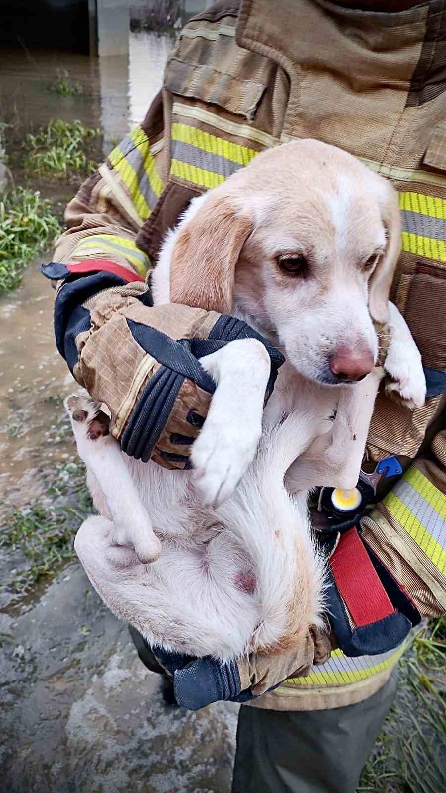 Umuda uzanan eller: Mahsur kalan köpeği itfaiye kurtardı
