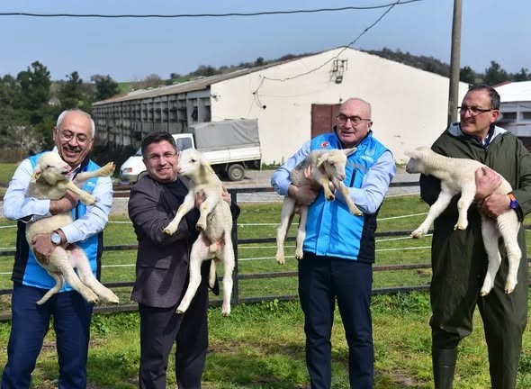 Üniversitenin yavru kuzuları anaları ile buluştu
