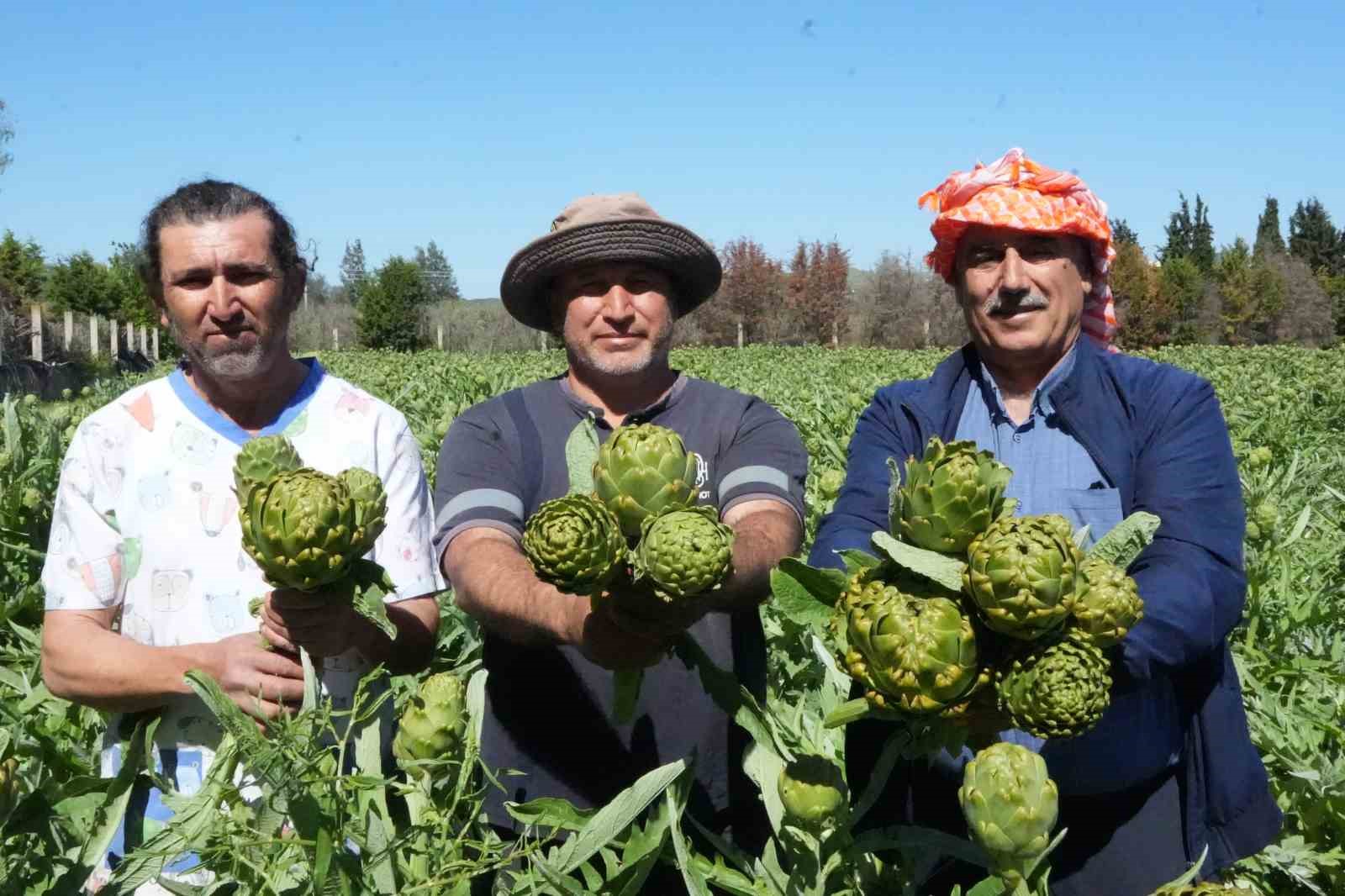 Urla’da sakız enginarının hasat mesaisi sürüyor
