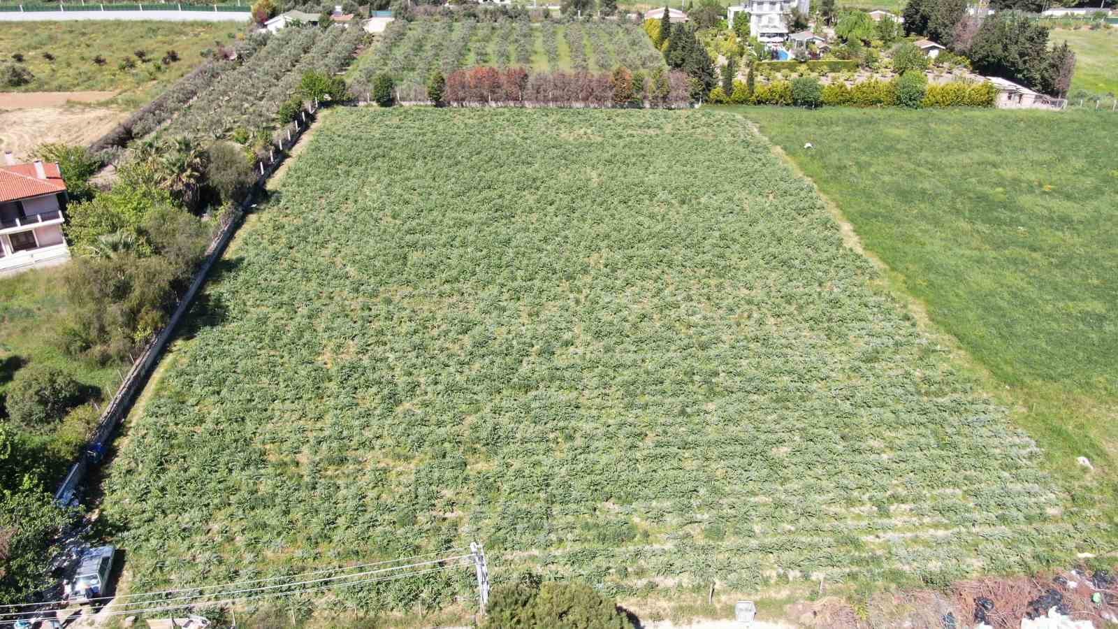 Urla’da sakız enginarının hasat mesaisi sürüyor
