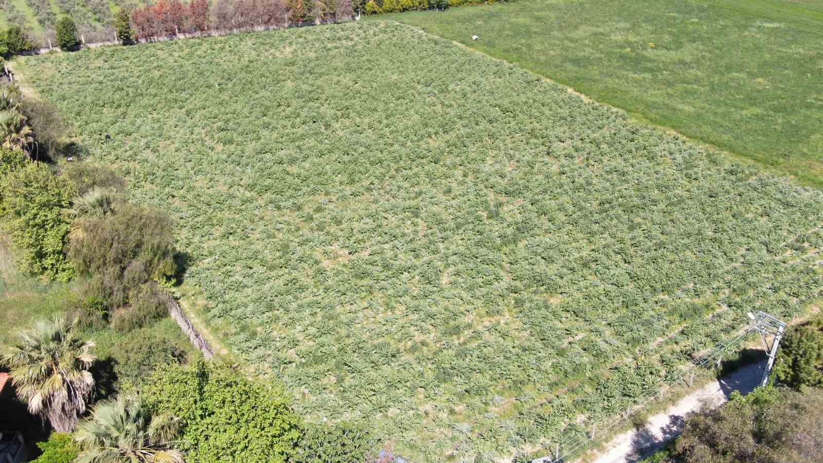 Urla’da sakız enginarının hasat mesaisi sürüyor
