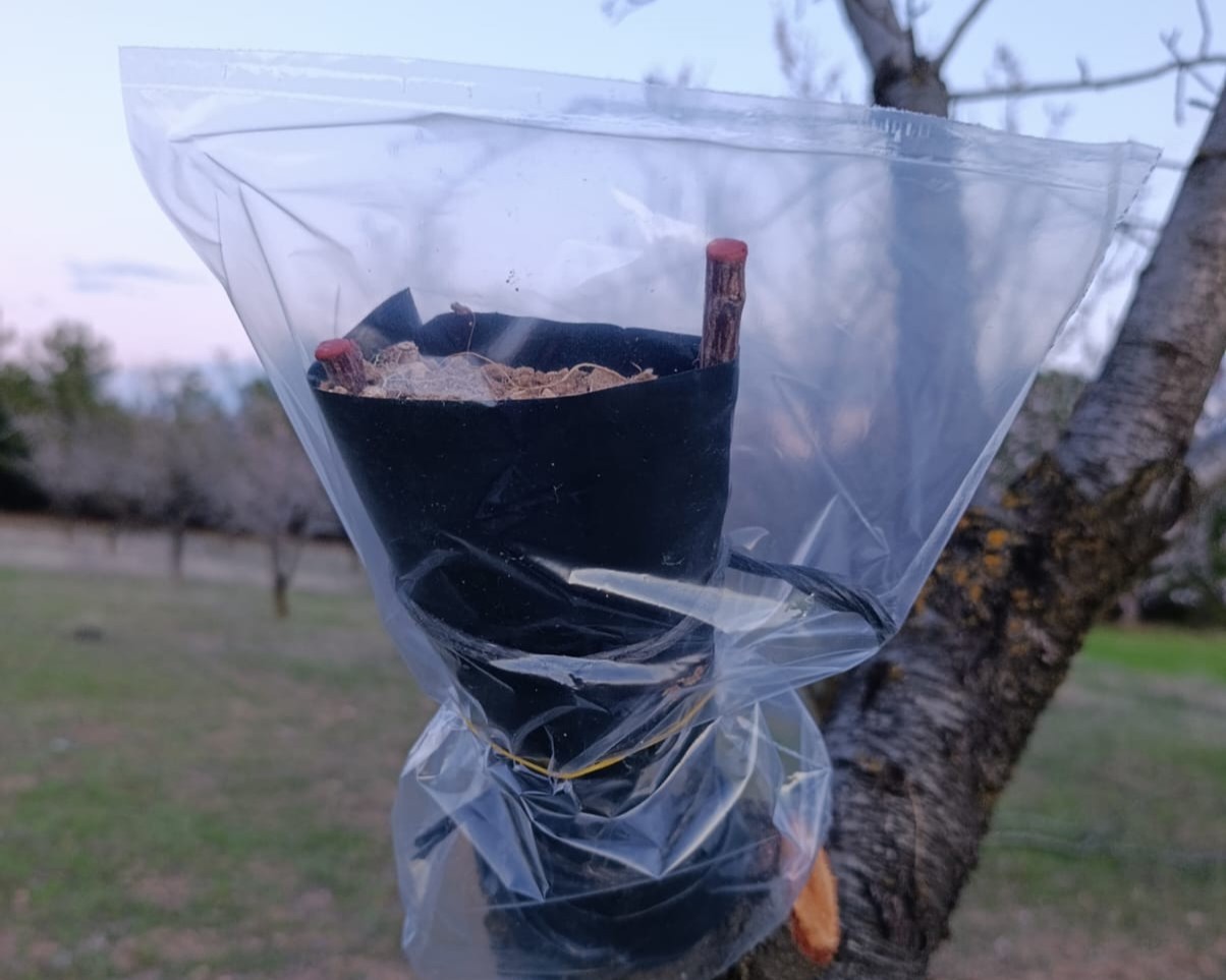 Uşak’ta badem üreticilerine don uyarısı
