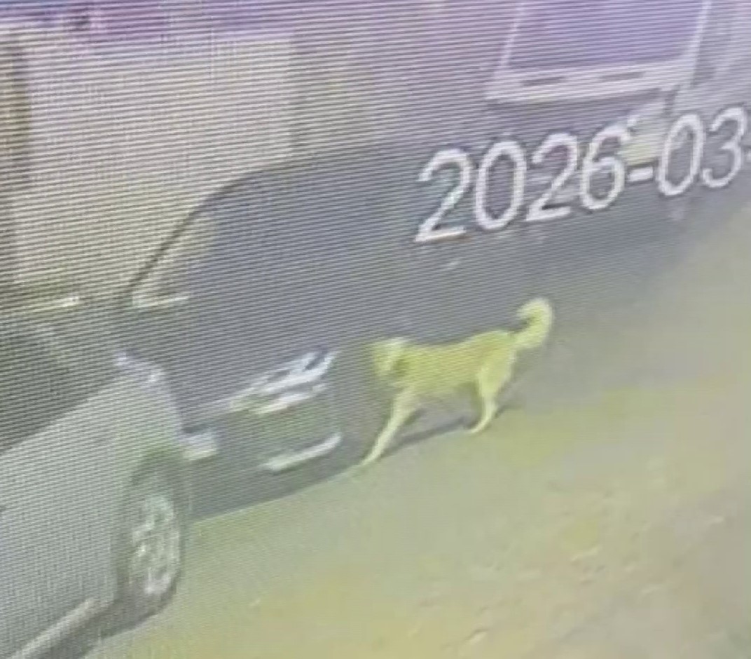 Üsküdar’da sokak köpekleri paniğe neden oldu: Başıboş sürünün bir araca zarar verdiği anlar kamerada
