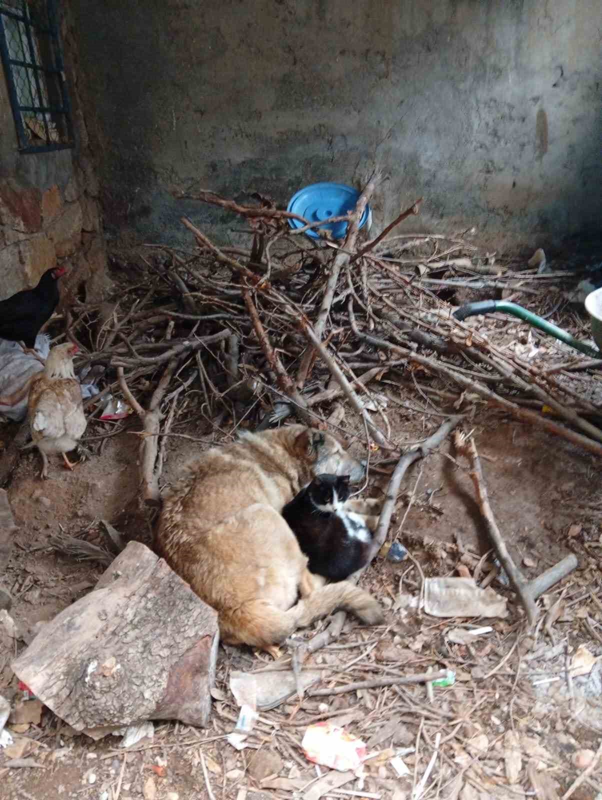 Üşüyen kedi ile köpek birbirine sığındı
