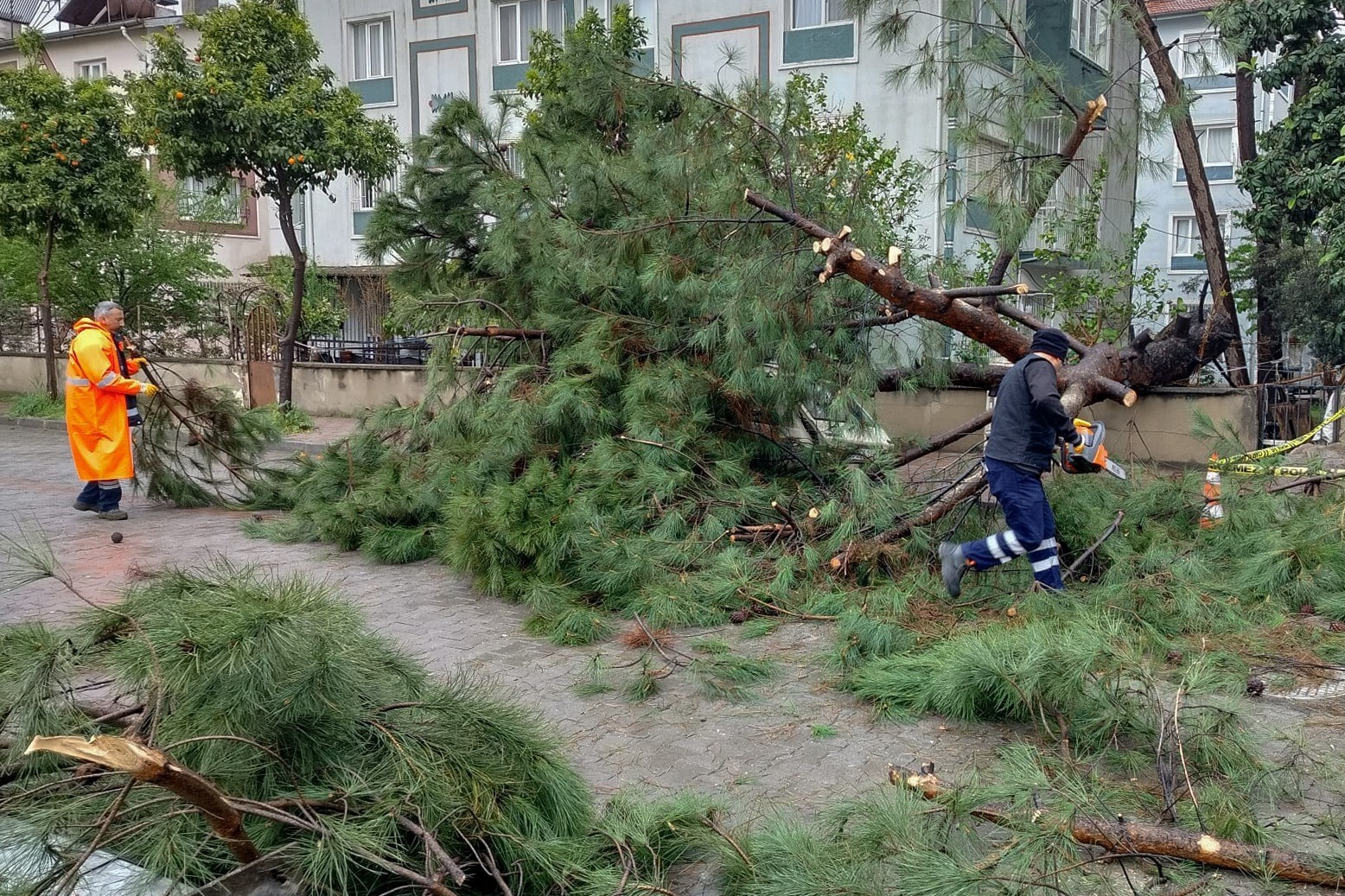 Üzerine ağaç devrilen park halindeki araç zarar gördü
