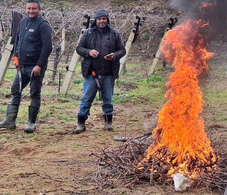 Üzüm bağlarında zorlu budak mesaisi
Üzüm bağlarında zorlu budak mesaisi