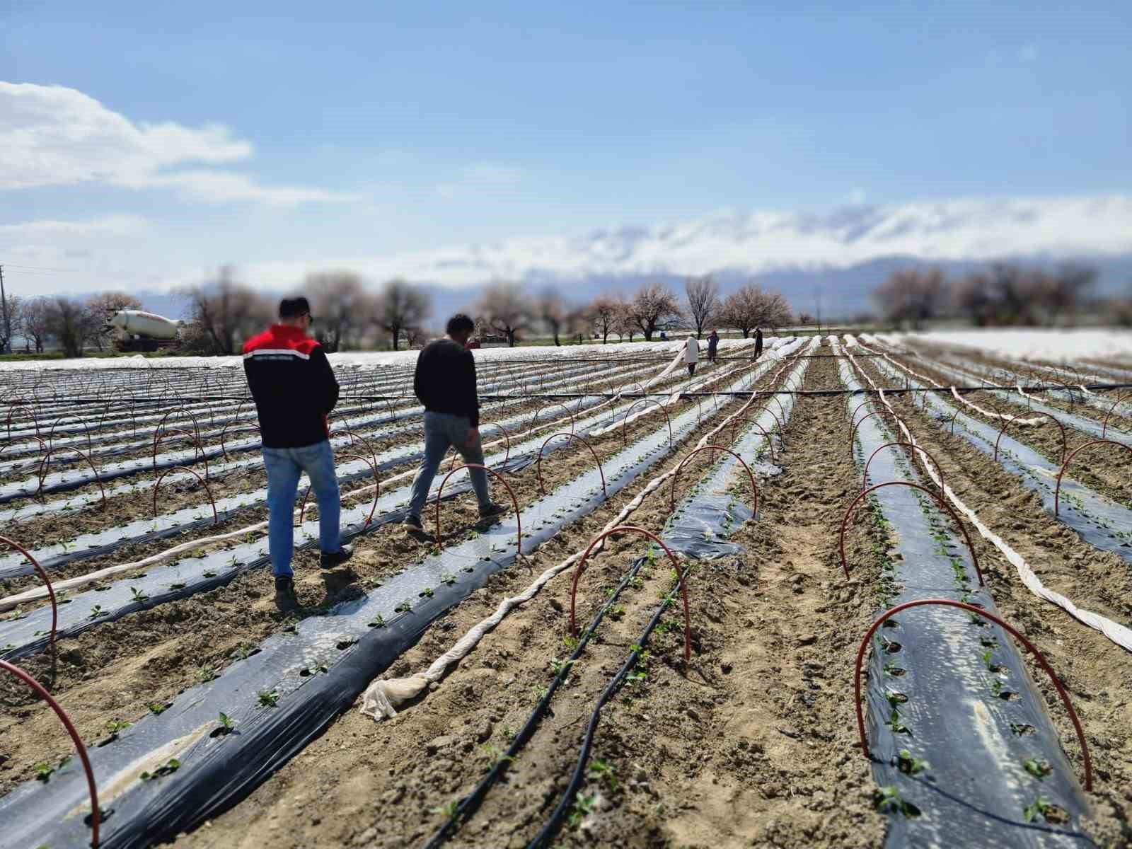 Üzümlü’de biber fideleri toprakla buluştu
