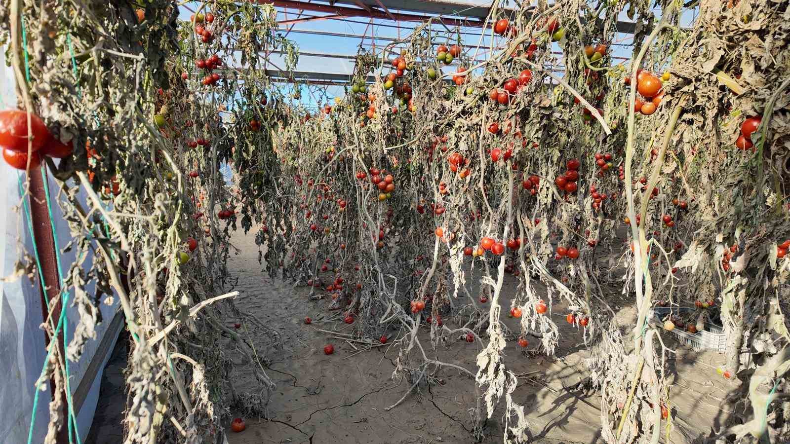 Vali Akbıyık, Seydikemer’de selden etkilenen çiftçilerle bir araya geldi
Vali Akbıyık, Seydikemer’de selden etkilenen çiftçilerle bir araya geldi