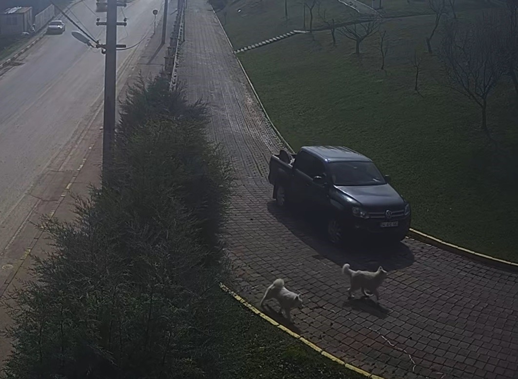 Valilik Konağı’ndaki "köpek ölümü" olayının görüntüleri ortaya çıktı
