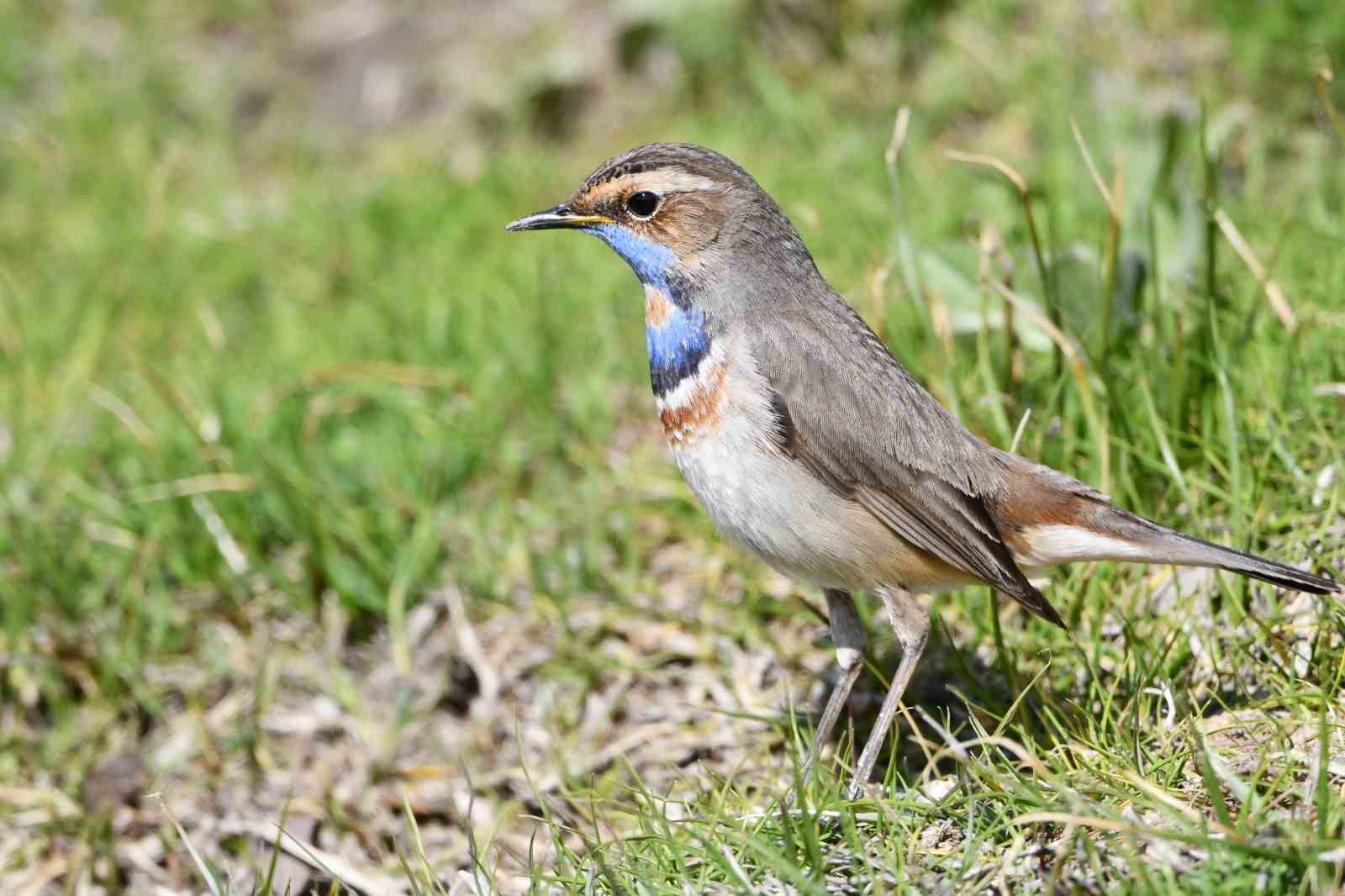 Van Gölü havzası göçmen kuşlarla renklendi
