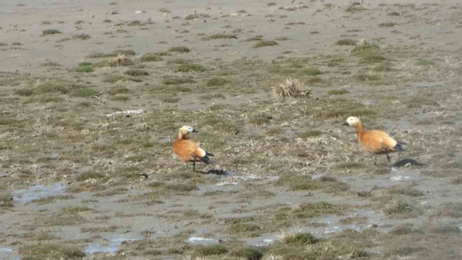 Van Gölü havzası göçmen kuşlarla renklendi
