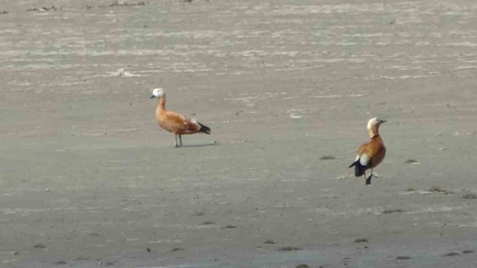 Van Gölü havzası göçmen kuşlarla renklendi
