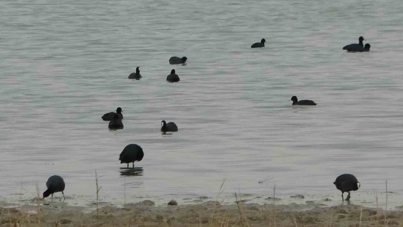 Van Gölü havzası göçmen kuşlarla renklendi
