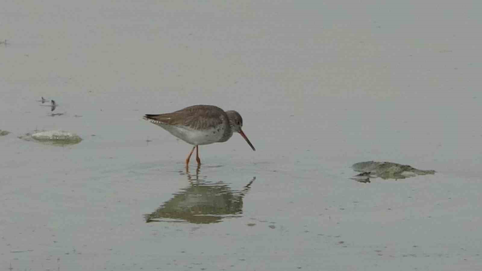 Van Gölü havzası göçmen kuşlarla renklendi
