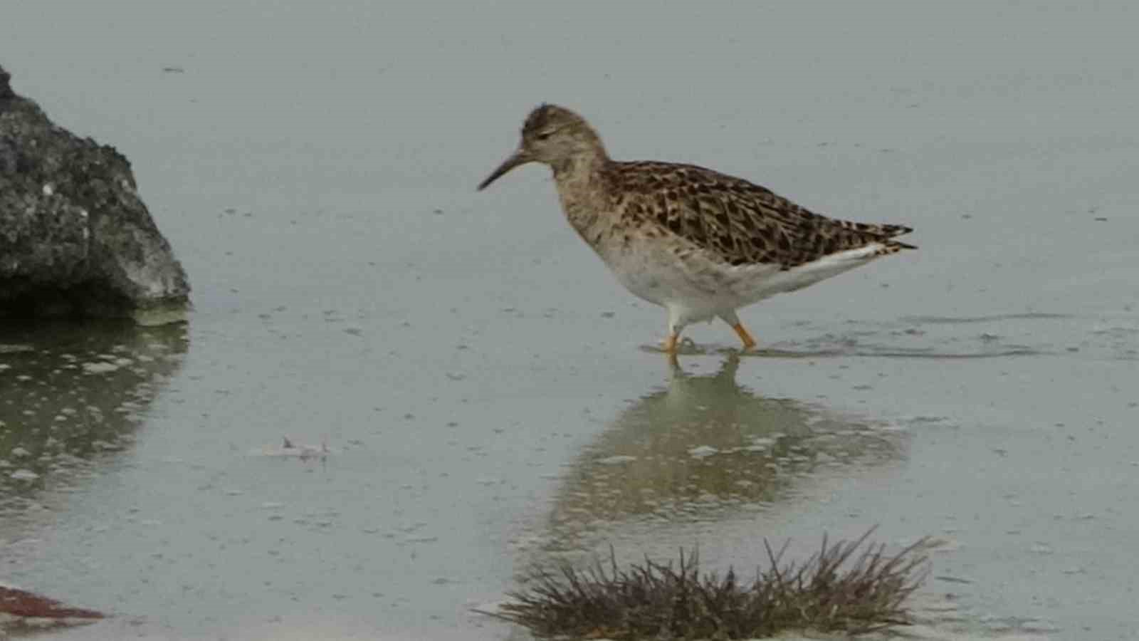 Van Gölü havzası göçmen kuşlarla renklendi
