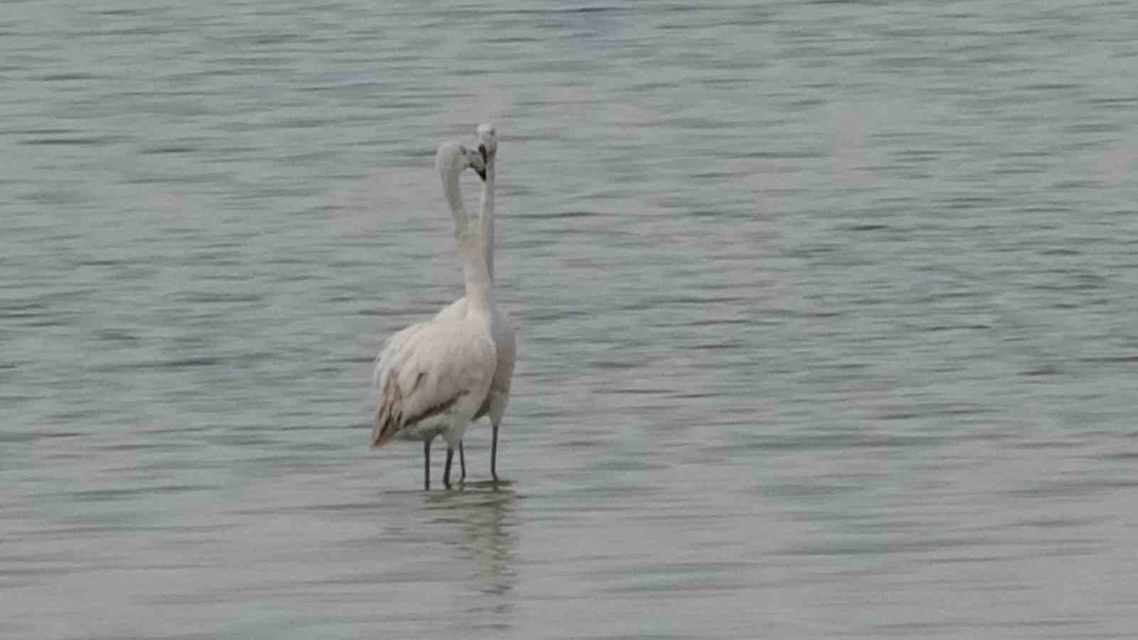 Van Gölü havzası göçmen kuşlarla renklendi
