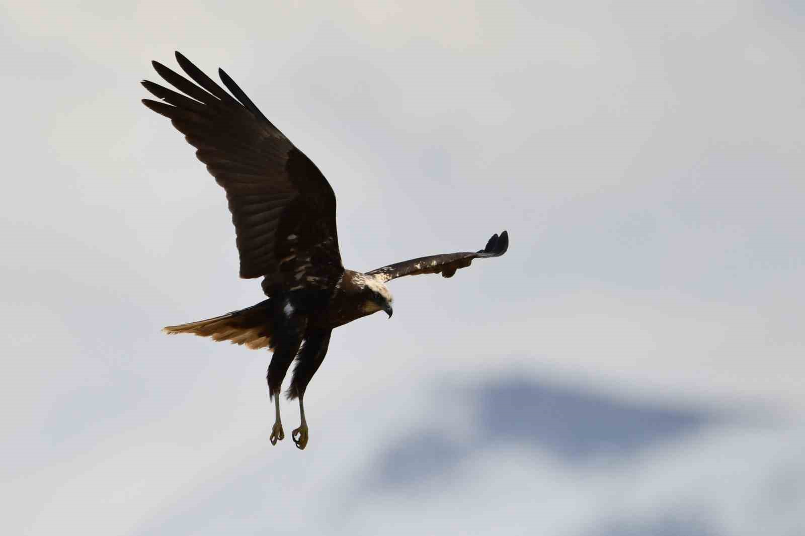 Van Gölü havzası göçmen kuşlarla renklendi
