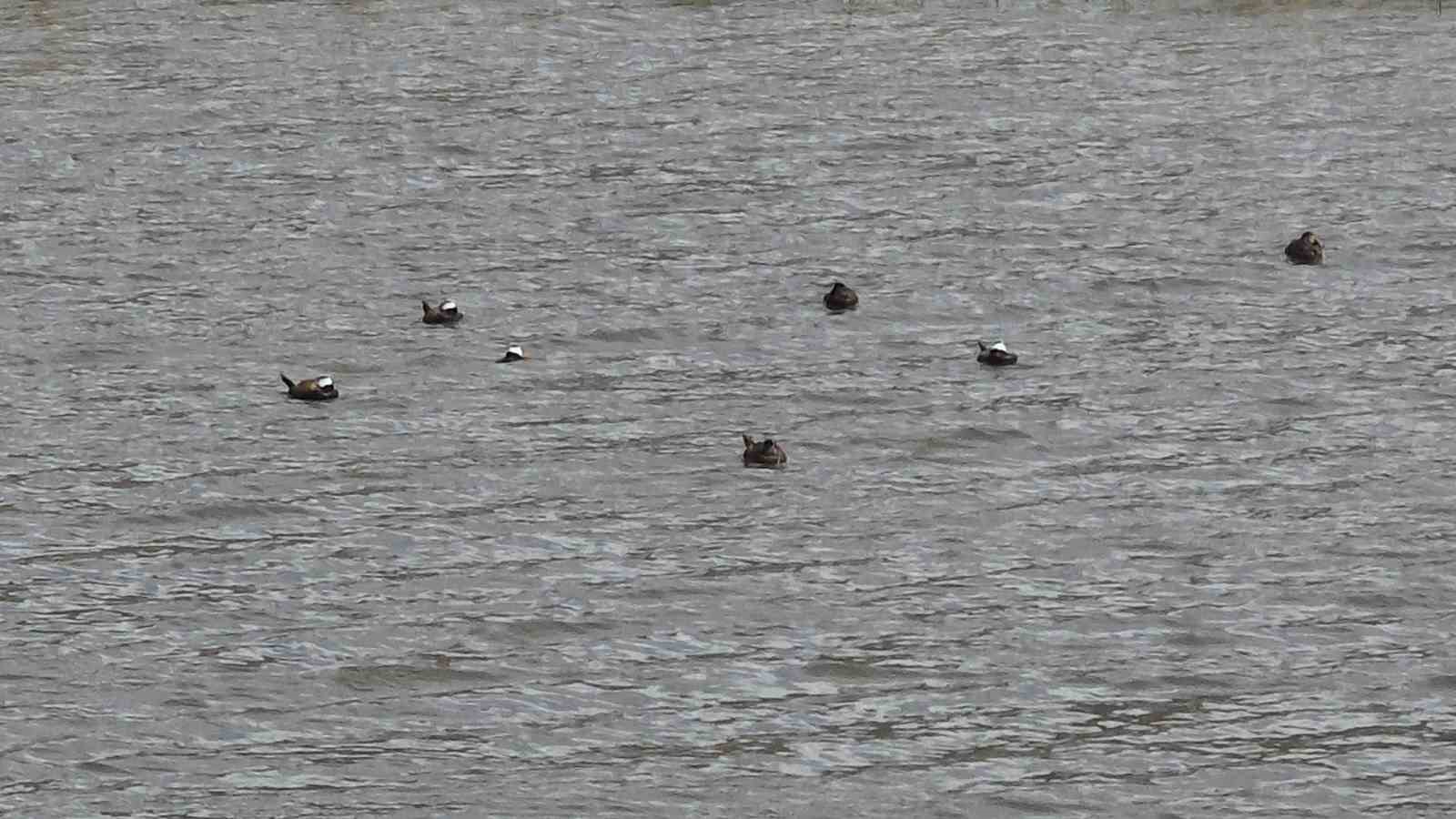 Van Gölü havzasında ’Mavi Gaga’ heyecanı: Nadir misafirler geri döndü
