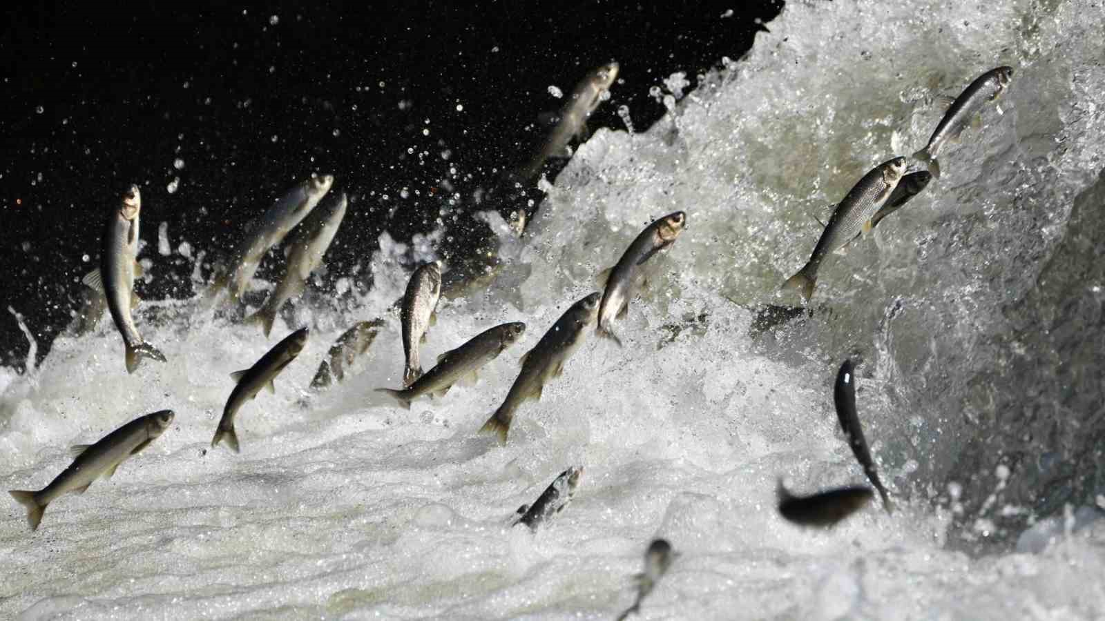 Van Gölü Havzası’nın doğusundaki yağış bolluğu tarımı ve inci kefali göçünü olumlu etkileyecek
