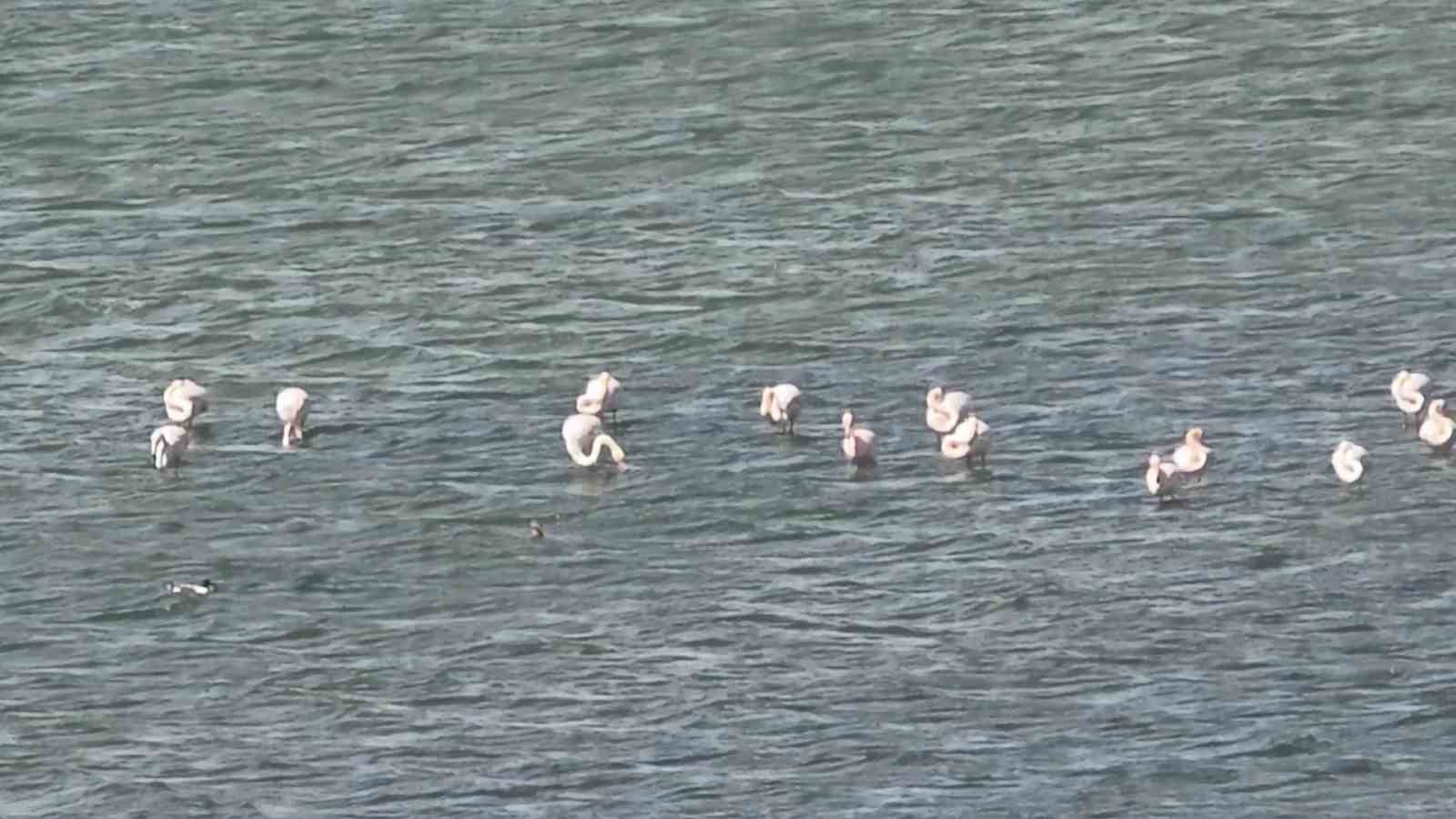 Van Gölü havzasının zarif misafirleri: Allı turnalar Erçek Gölü’ne gelmeye başladı
