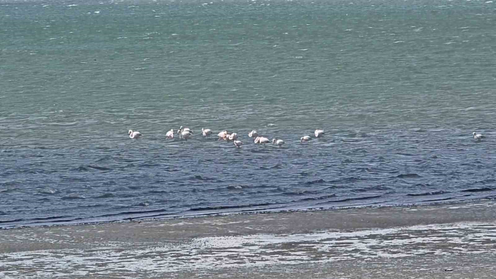 Van Gölü havzasının zarif misafirleri: Allı turnalar Erçek Gölü’ne gelmeye başladı
