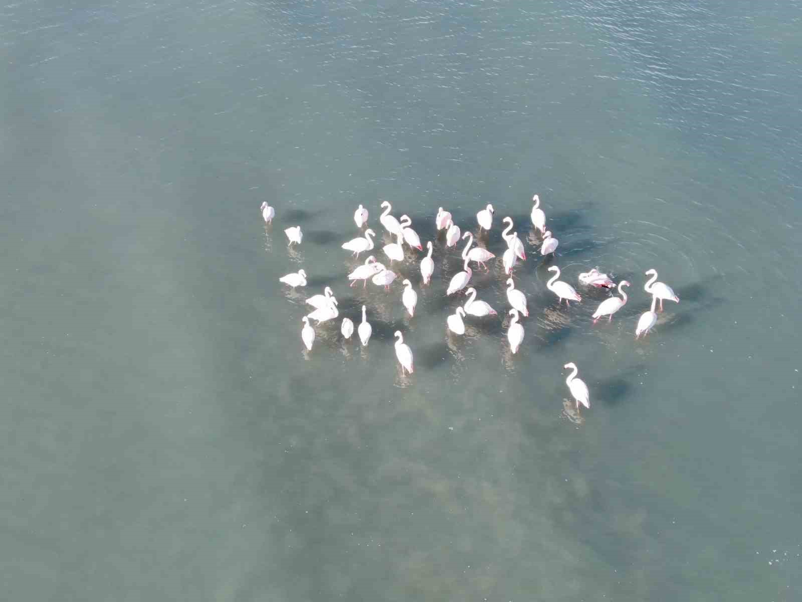 Van Gölü havzasının zarif misafirleri: Allı turnalar Erçek Gölü’ne gelmeye başladı
