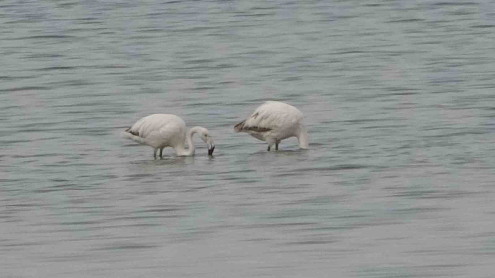 Van Gölü havzasının zarif misafirleri: Allı turnalar Erçek Gölü’ne gelmeye başladı
