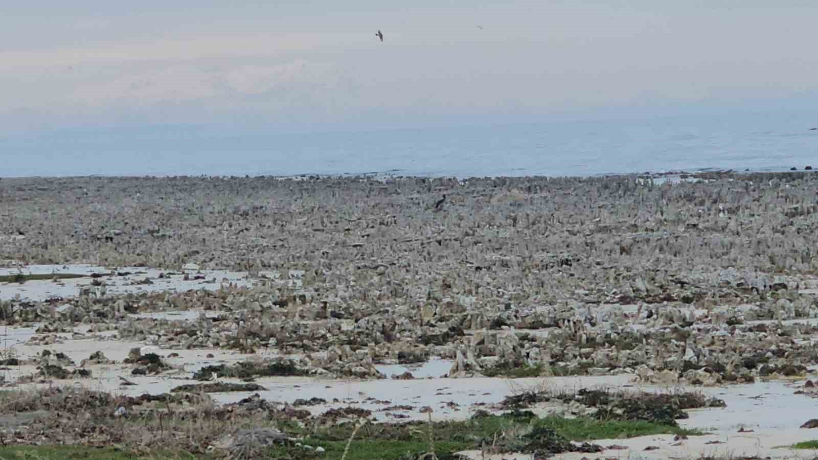 Van Gölü’nde kuraklık alarmı: Adilcevaz sahilinde mikrobiyalitler gün yüzüne çıktı
