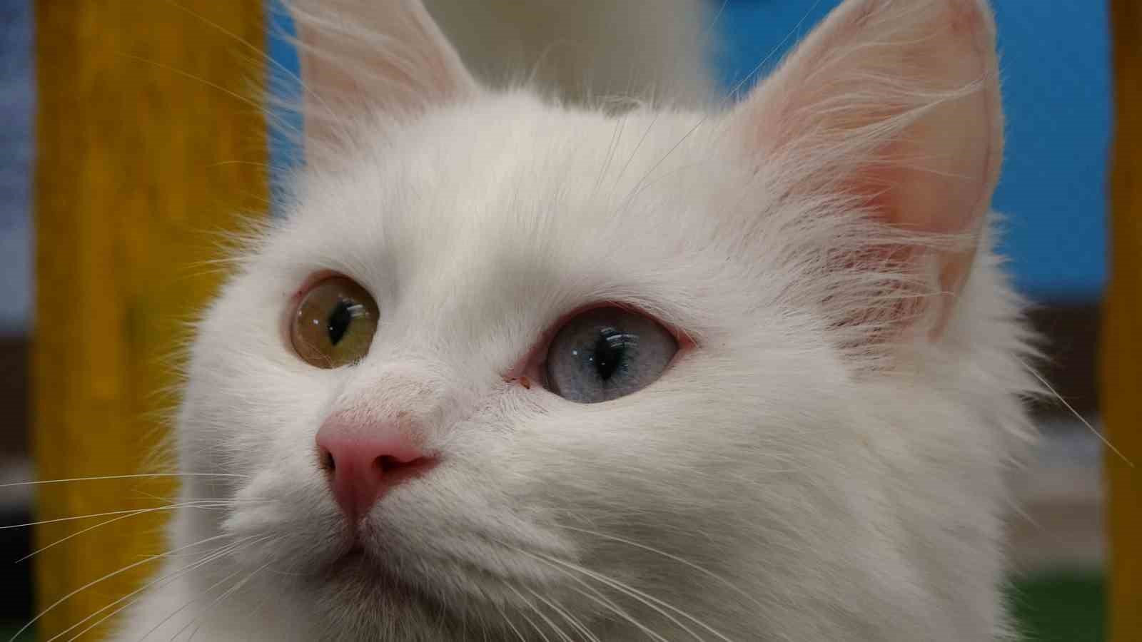 Van kedileri yılda üç kez kızgınlık dönemine giriyor
