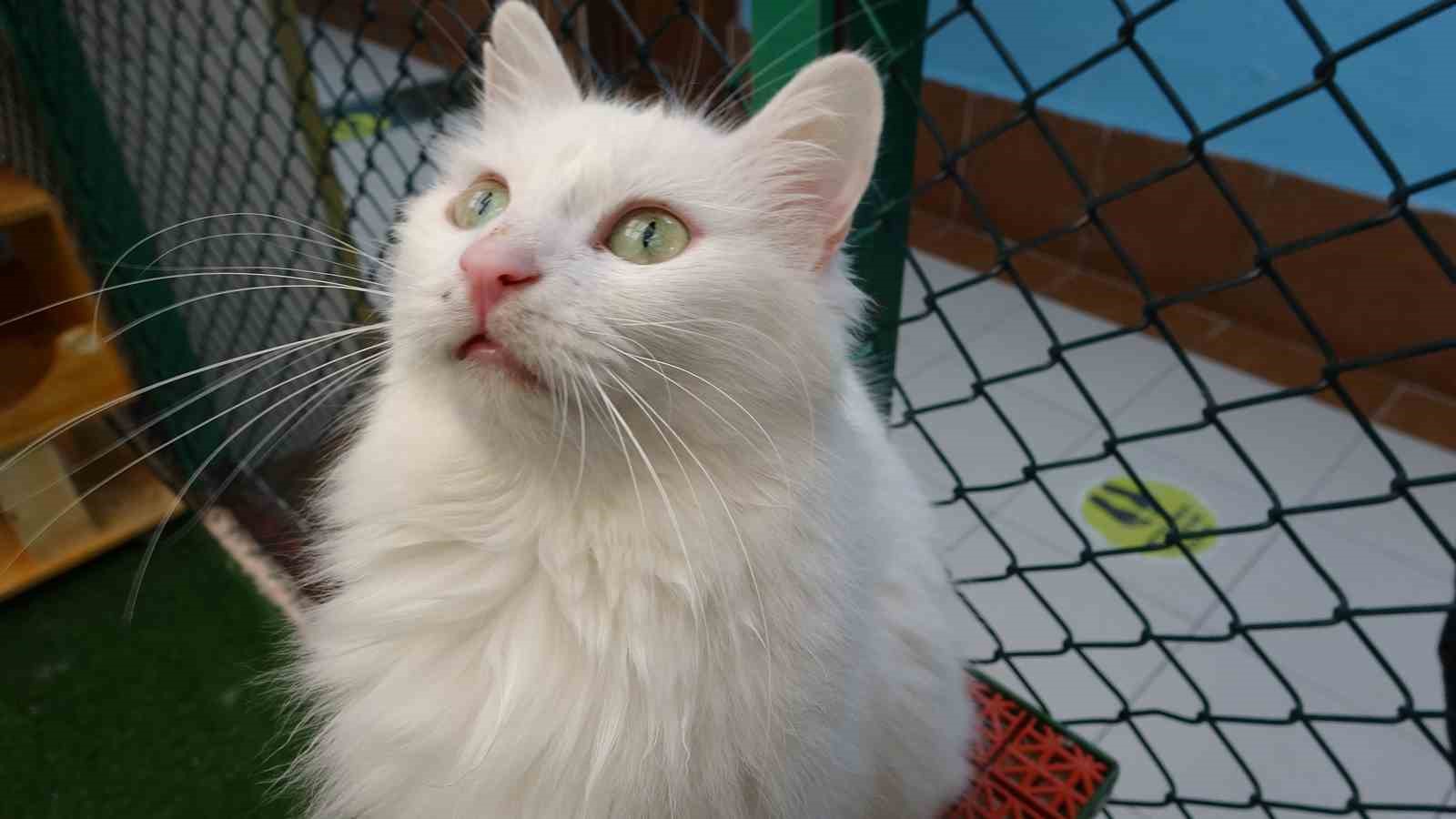 Van kedileri yılda üç kez kızgınlık dönemine giriyor
