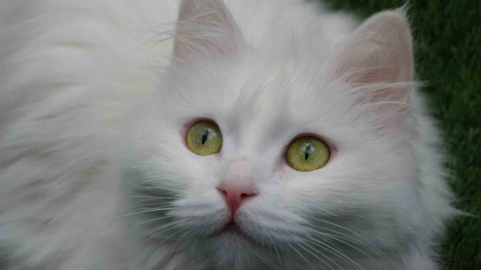 Van kedileri yılda üç kez kızgınlık dönemine giriyor
