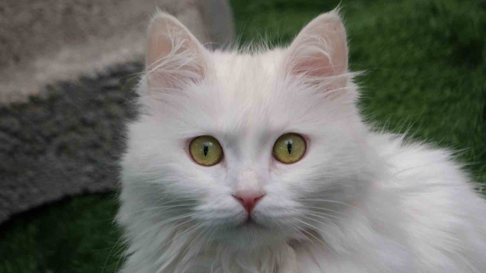 Van kedileri yılda üç kez kızgınlık dönemine giriyor
