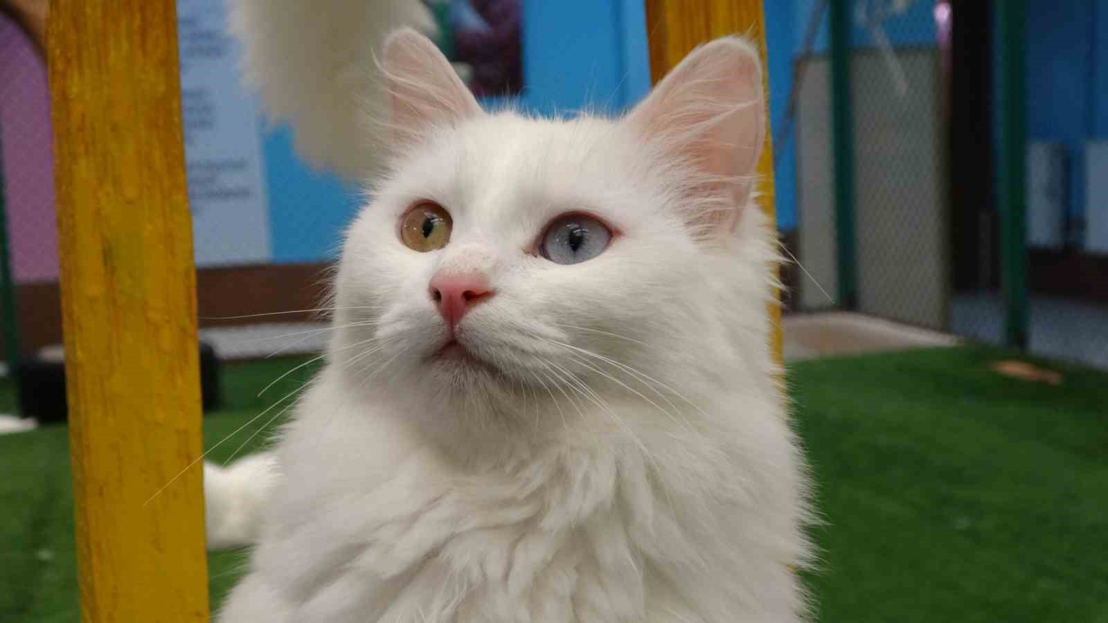 Van kedileri yılda üç kez kızgınlık dönemine giriyor
