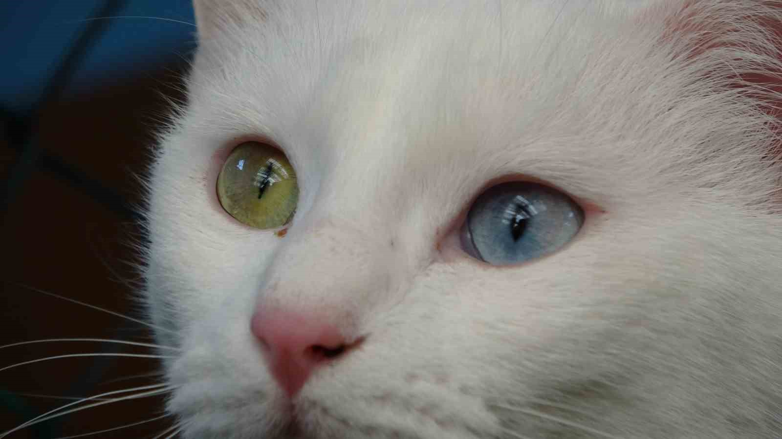 Van kedileri yılda üç kez kızgınlık dönemine giriyor
