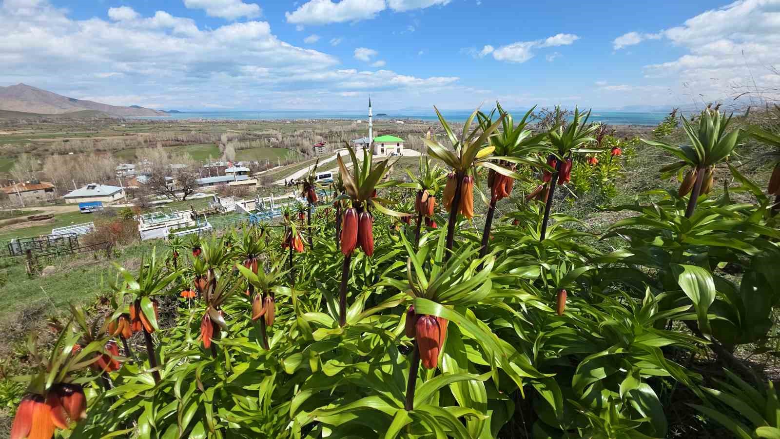 Van’da açan ters laleler göz kamaştırıyor
