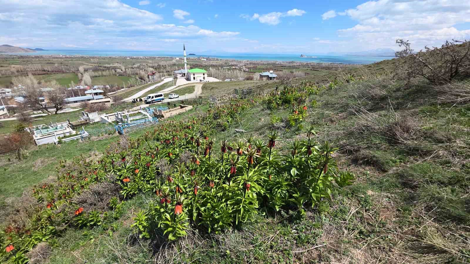 Van’da açan ters laleler göz kamaştırıyor
