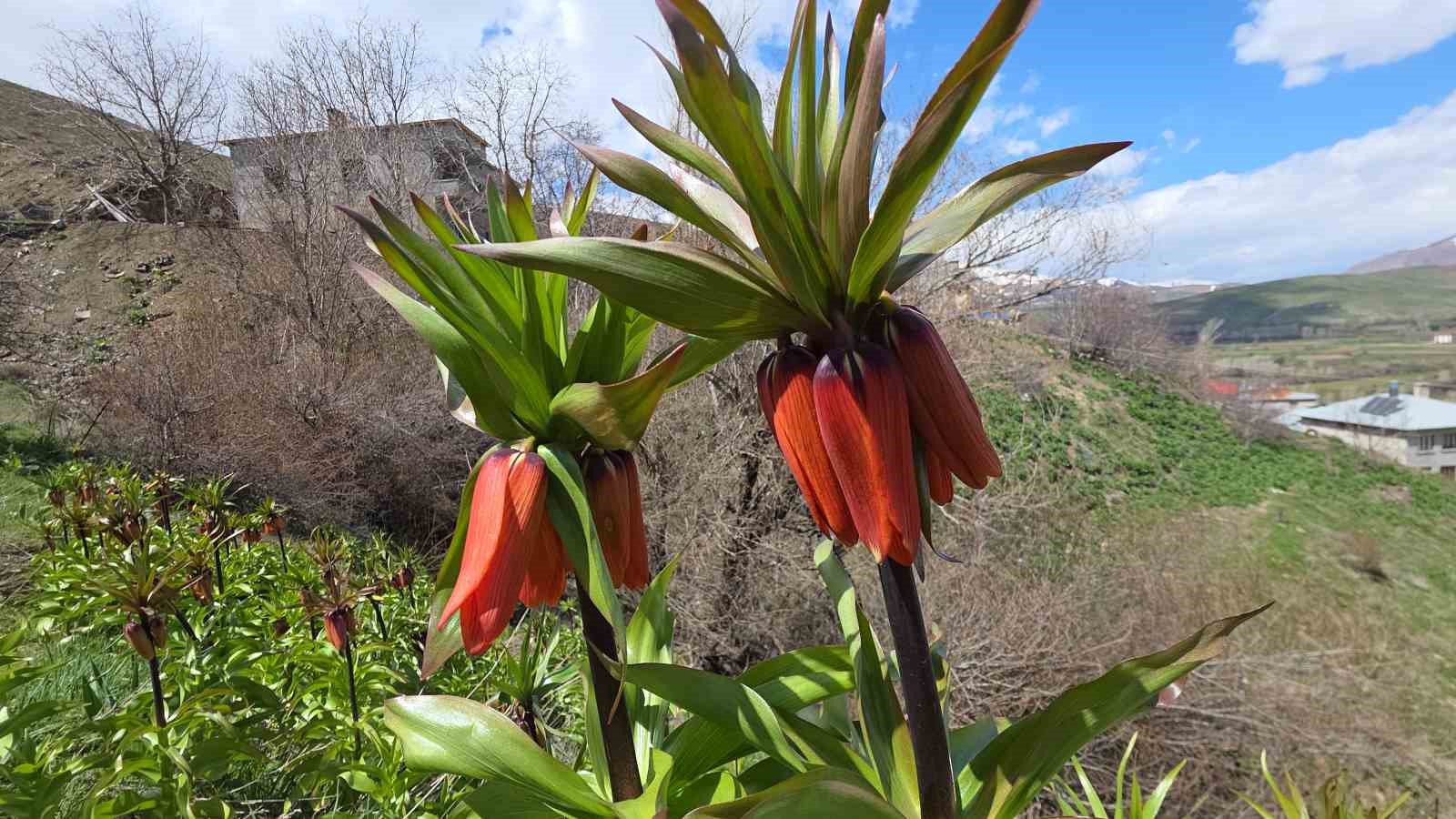 Van’da açan ters laleler göz kamaştırıyor
