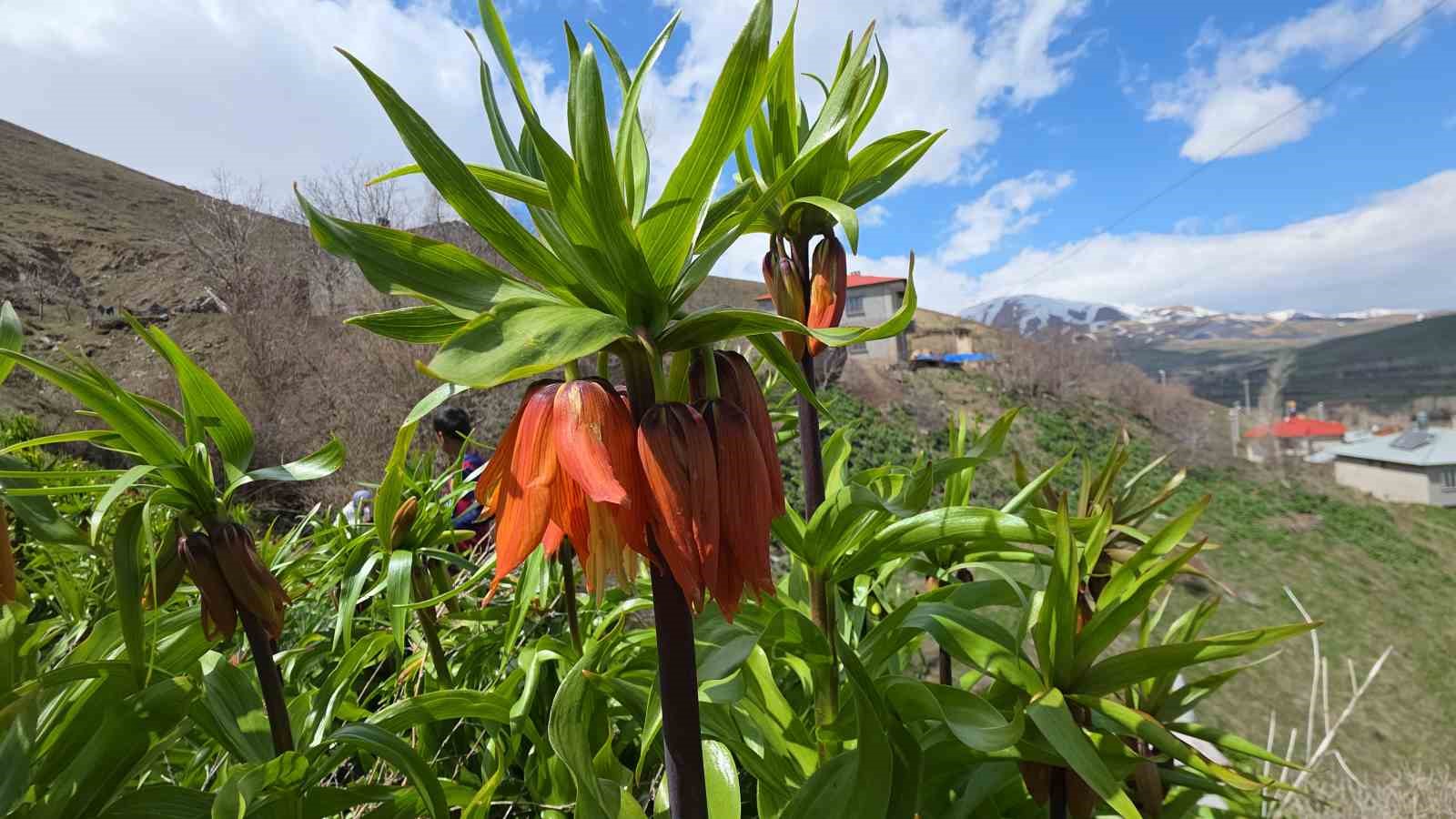 Van’da açan ters laleler göz kamaştırıyor
