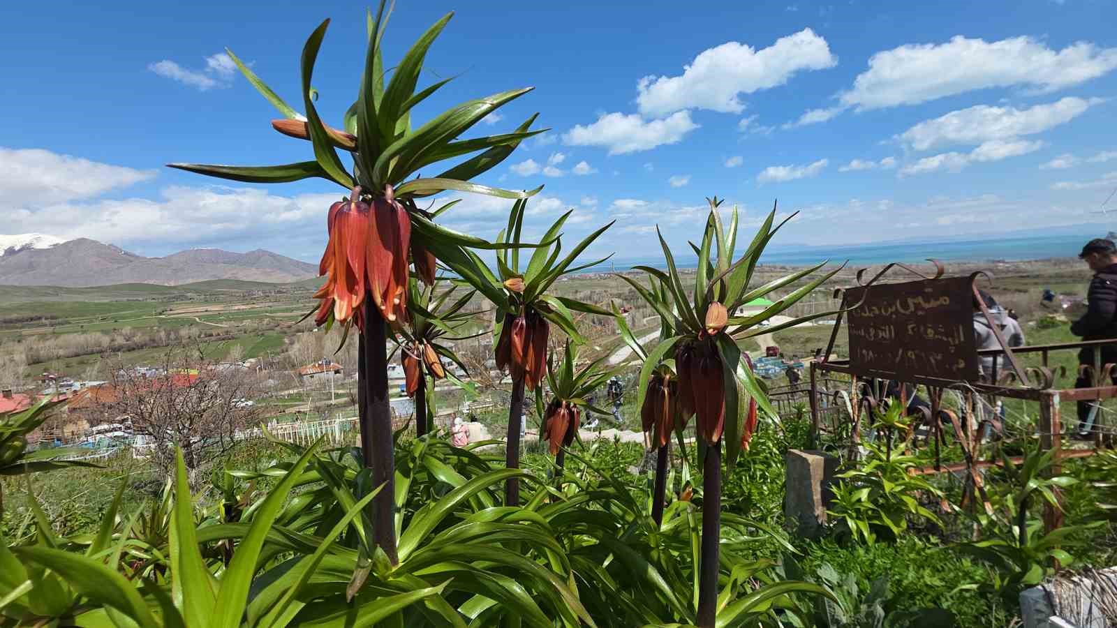 Van’da açan ters laleler göz kamaştırıyor
