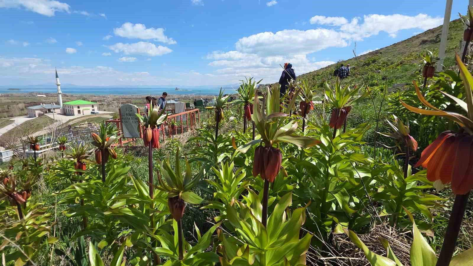Van’da açan ters laleler göz kamaştırıyor
